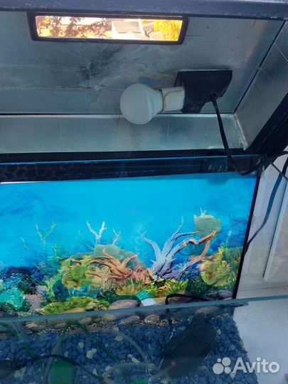 Аквариум