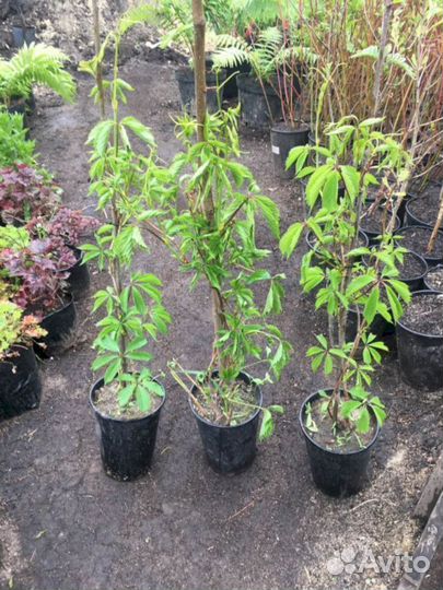 Виноград девичий