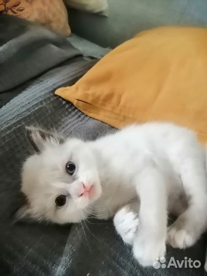 Милые котята