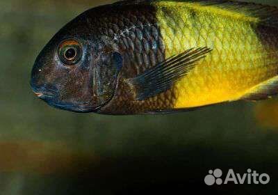 Трофеусы. Обмен