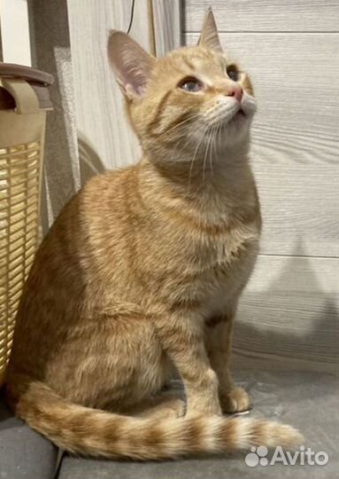 Котенок- девочка