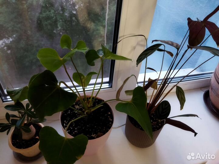 Комнатные растения