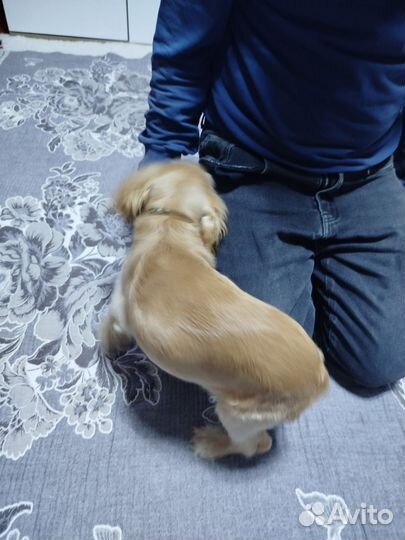 Продам кокер спаниель