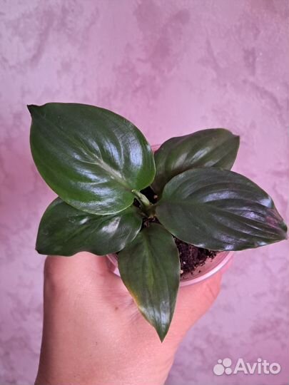 Спатифилум мун шадоу