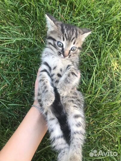 Котенок