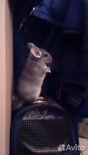 Продам шиншилла