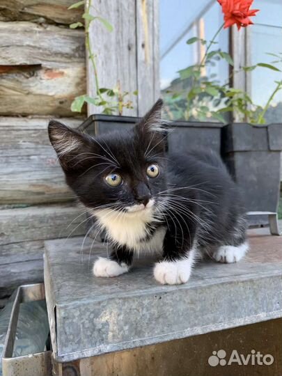 Котята в добрые ответственные руки