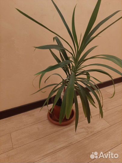 Пальма драцена