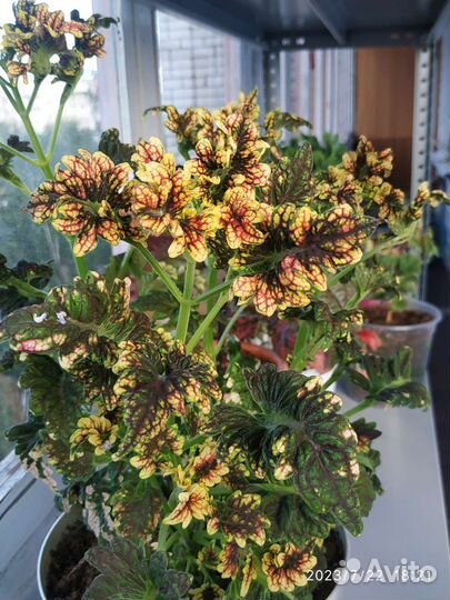 Колеус срезы 2 сорта