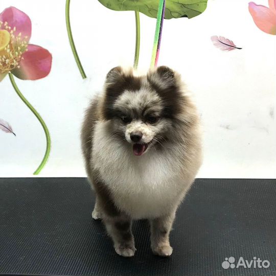 Груминг, стрижка собак