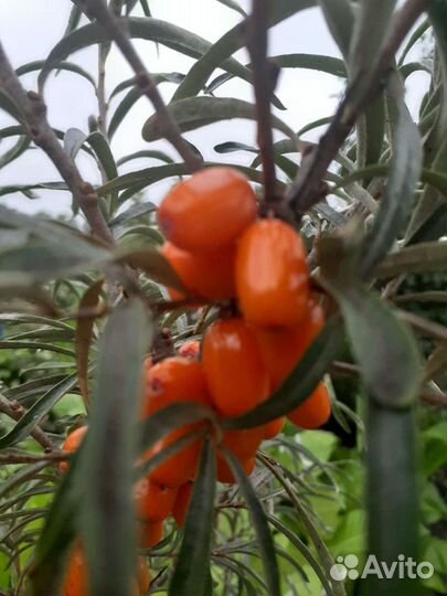 Облепиха для заморозки