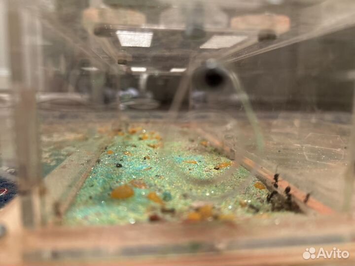 Муравьиная ферма с муравьями 20-25 штук