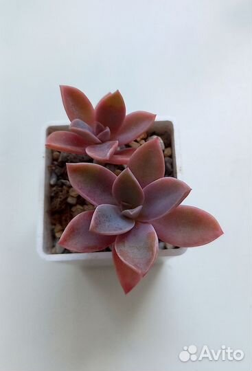 Суккуленты ч.1