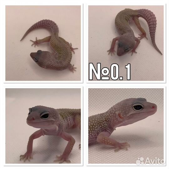 Геккон эублефар