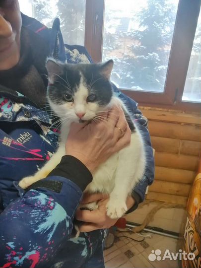 Котик Флинт 2 года кастрирован с доставкой