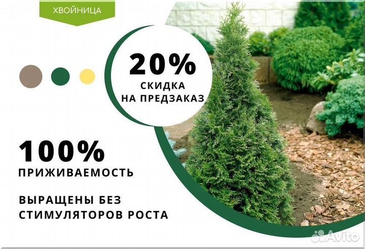 Туя Западная Колумна