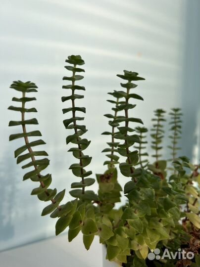 Крассула перфората суккулет