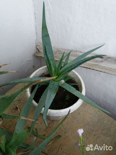 Лечебный алоэ