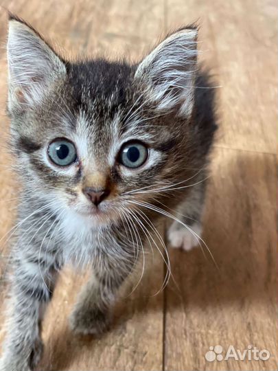 Котенок 1,5 мес. Девочка