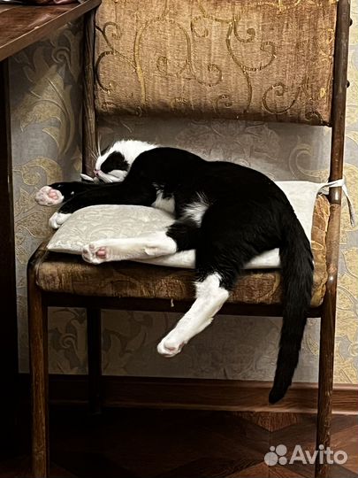 Котёнок в дар
