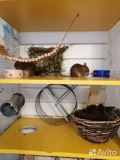 Витрина (клетка) для дегу, три этажа