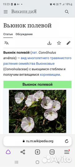 Вьюнок для садового декора