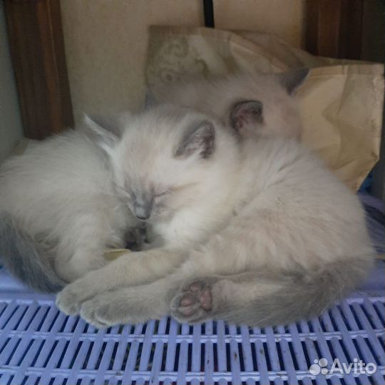 Тайские котята