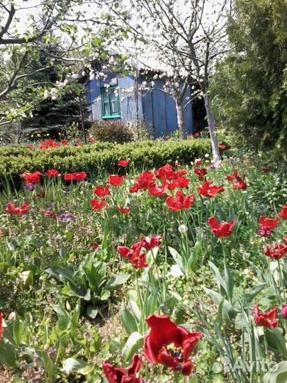 Тюльпаны луковицы микс