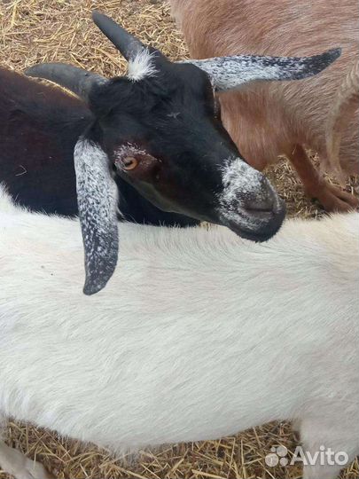 Козы дойные
