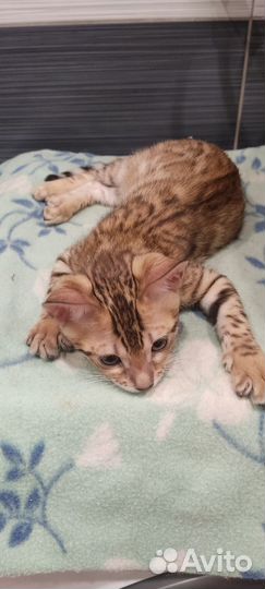 Бенгальская кошка