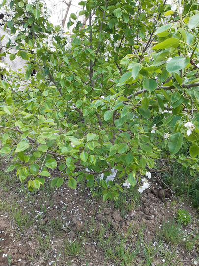 Дача 52 м² на участке 5 сот.