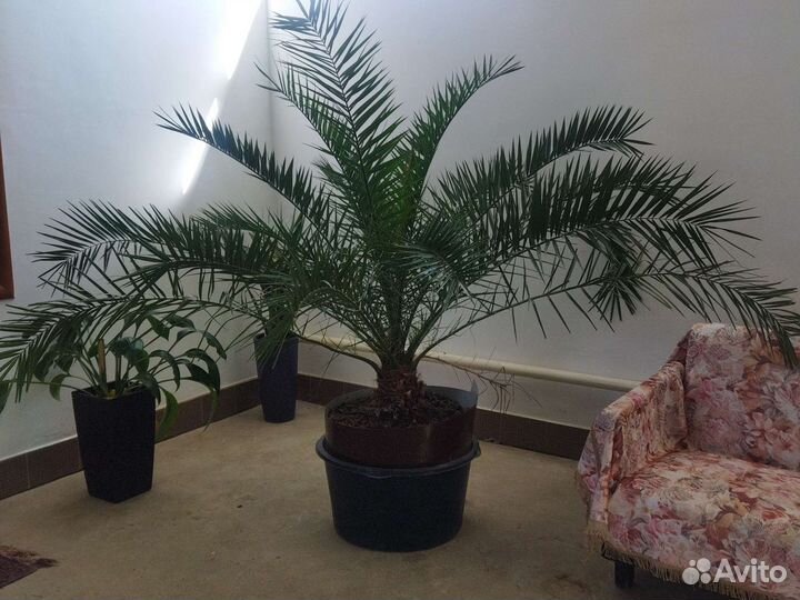 Цветы домашние в горшках