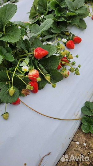 Клубника рассада ремататная