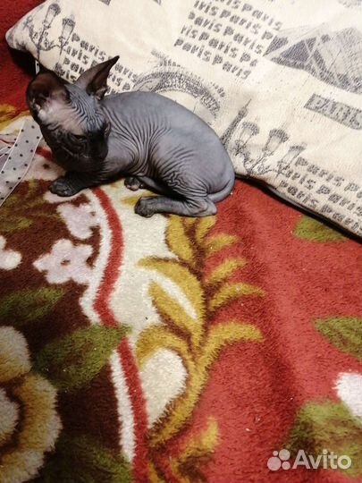 Донской сфинкс