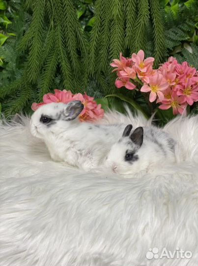 Самые милые кролики карлики