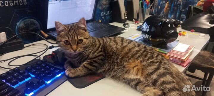 Котёнок в добрые руки