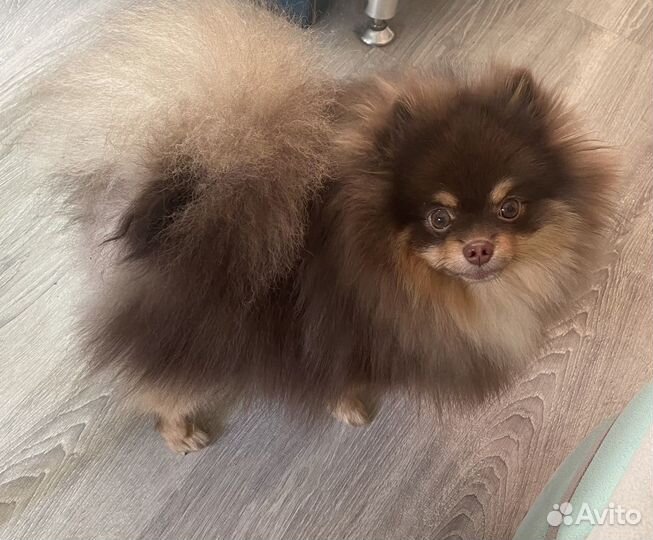 Шпиц кобель вязка