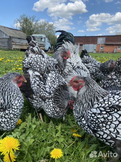 Виандот Серебро И Брама Изабелла