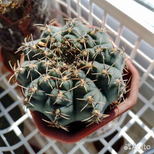 Кактусы,суккуленты