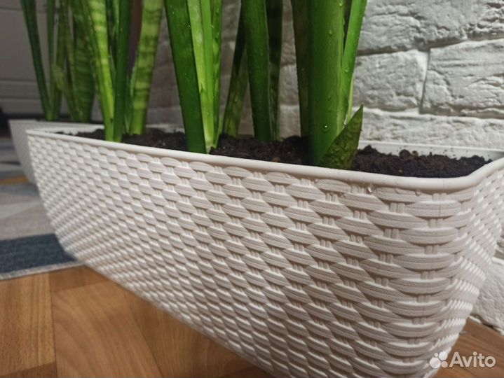 Сансевиерия