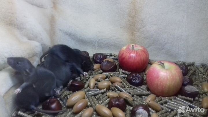 Крысята Дамбо. Крысы Угольки