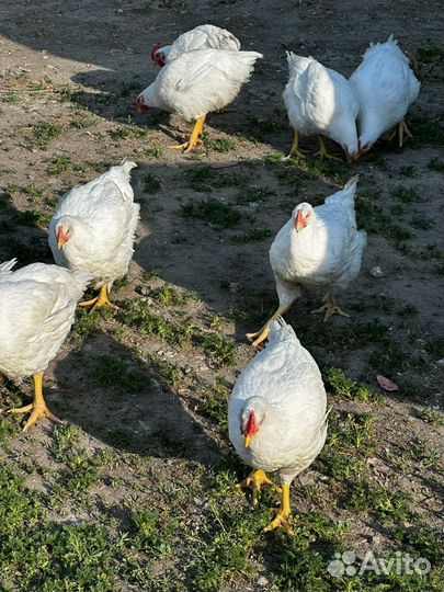 Куры домашние бройлеры халал