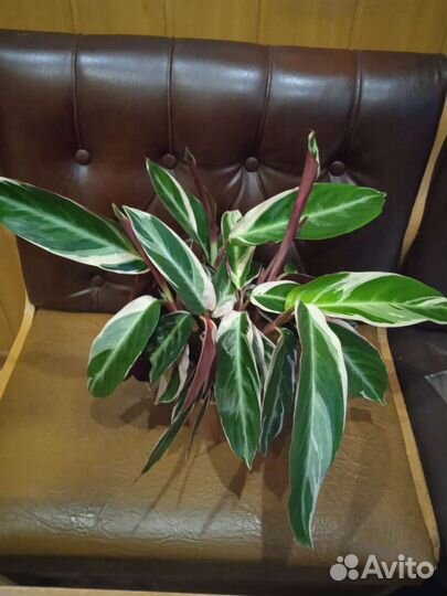 Строманта триколор, черенки