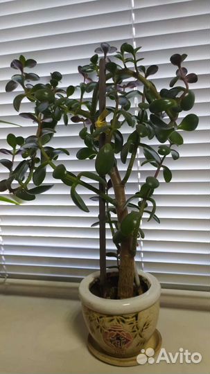 Цветы комнатные