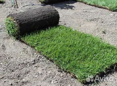Газон рулонный