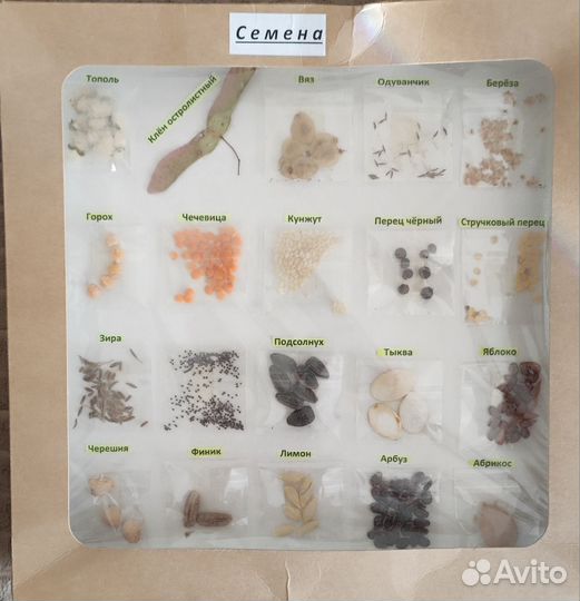 Семена и плоды