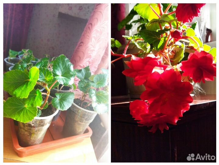 Бегония ампельная