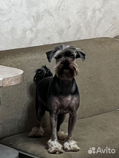 Хвостики ищут дом