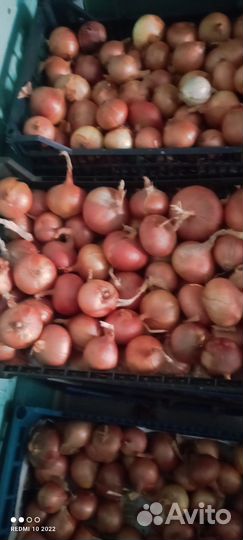 Лук, чеснок