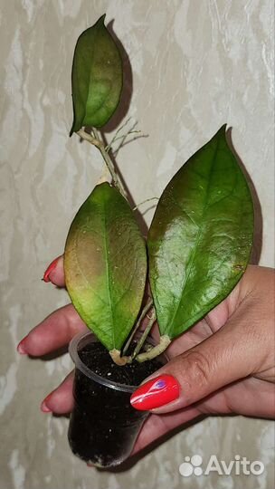 Хойя красивая